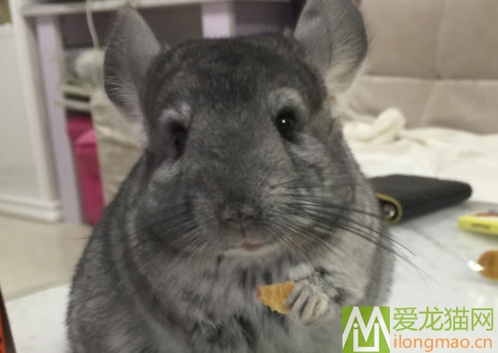 标灰龙猫图片