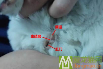 雌性龙猫辨别方法