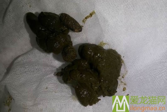 龙猫软便防治攻略及龙猫软便原因分析
